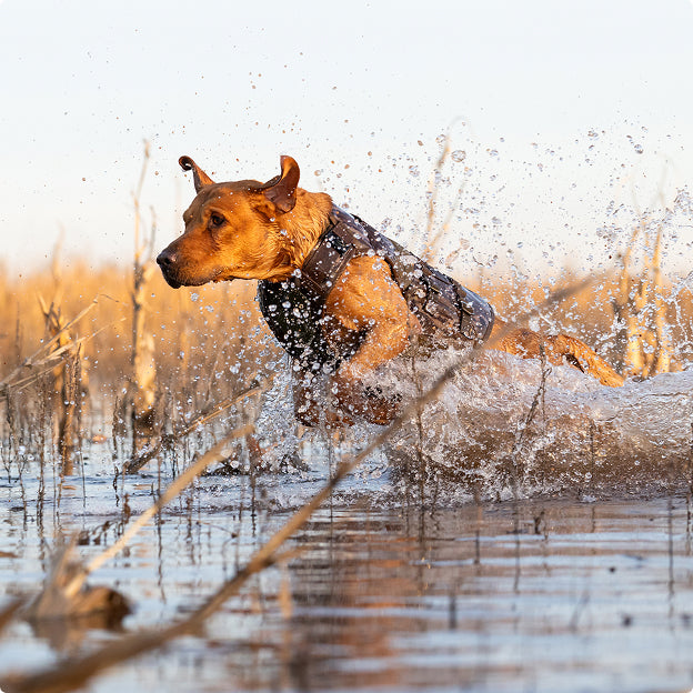 A brown dog wearing outdoor gear runs energetically through shallow water, splashing droplets into the air. The background shows tall, dry grasses and soft, golden sunlight.