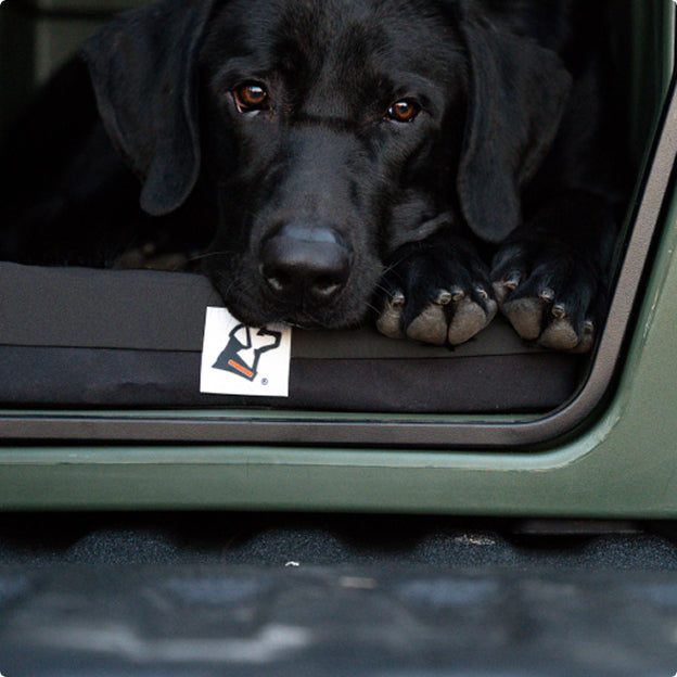 A black working dog lies down with its head resting on its paws, looking up with brown eyes from inside a vehicle dog crate.