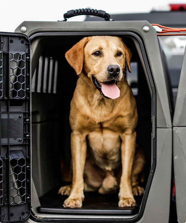 A happy yellow Labrador retriever, known as a hardworking working dog, sits inside an open, gray dog crate with its tongue out, looking forward.