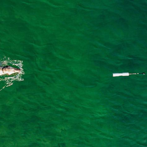 Aerial view of a person swimming alone in green water toward a floating white oar, equipped with outdoor gear, with ripples around them.