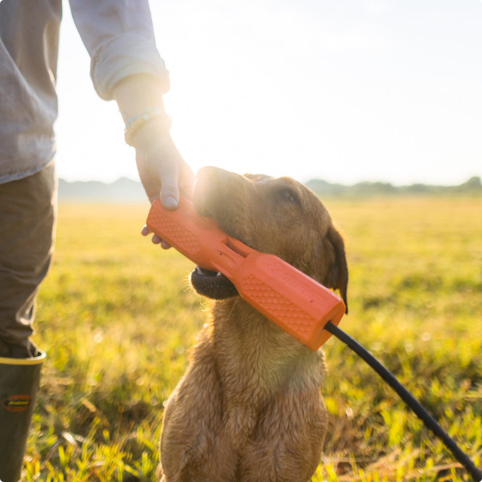 A dog sits in a grassy field holding an orange training bumper in its mouth, while a person—geared in outdoor gear—reaches down to touch the toy in the golden sunlight.