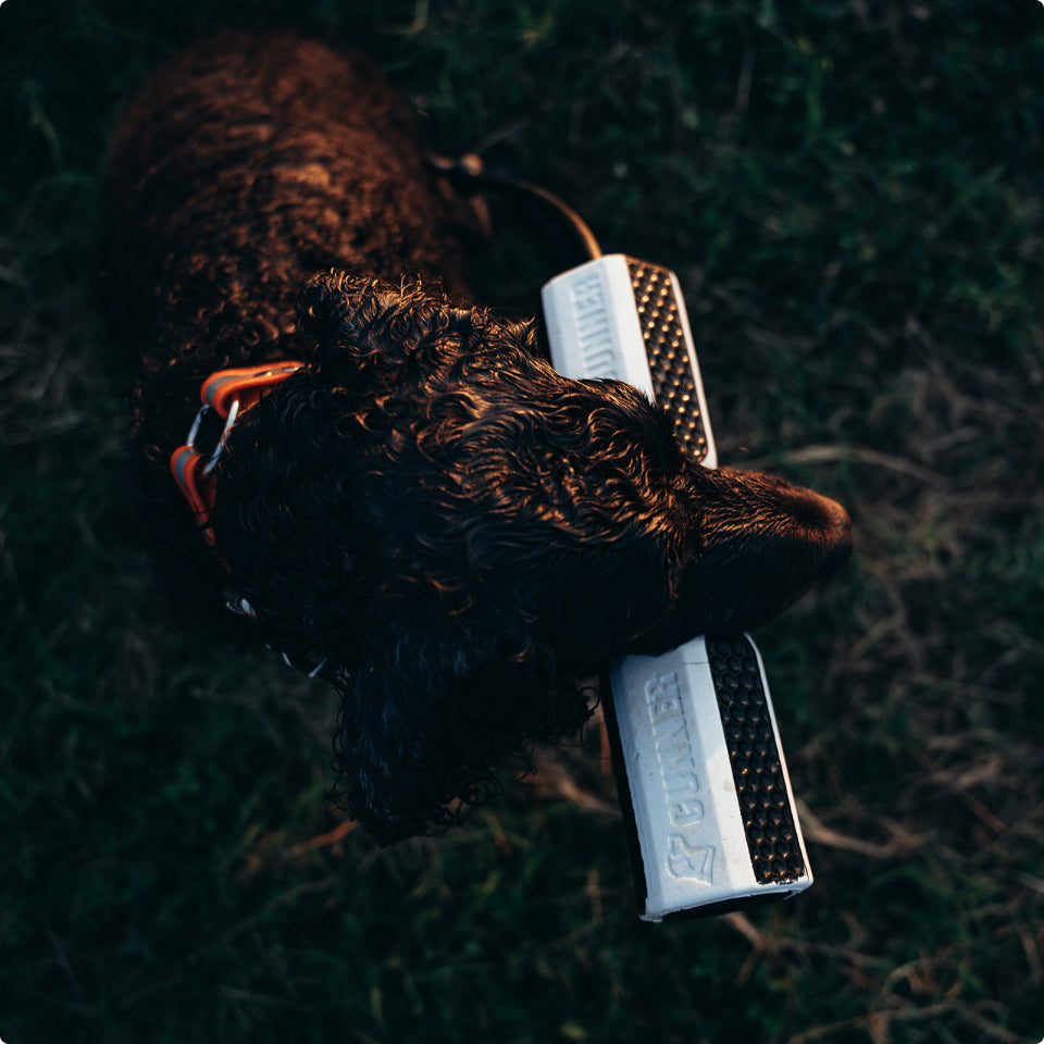 A dark curly-haired working dog wearing an orange collar holds a white and black training bumper toy in its mouth while standing on grass, captured from above in warm, natural light.