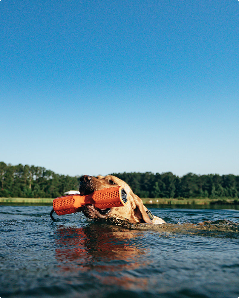 A yellow hunting dog swims in a lake, holding an orange toy in its mouth. The sky is clear and blue, with trees and greenery visible in the background.