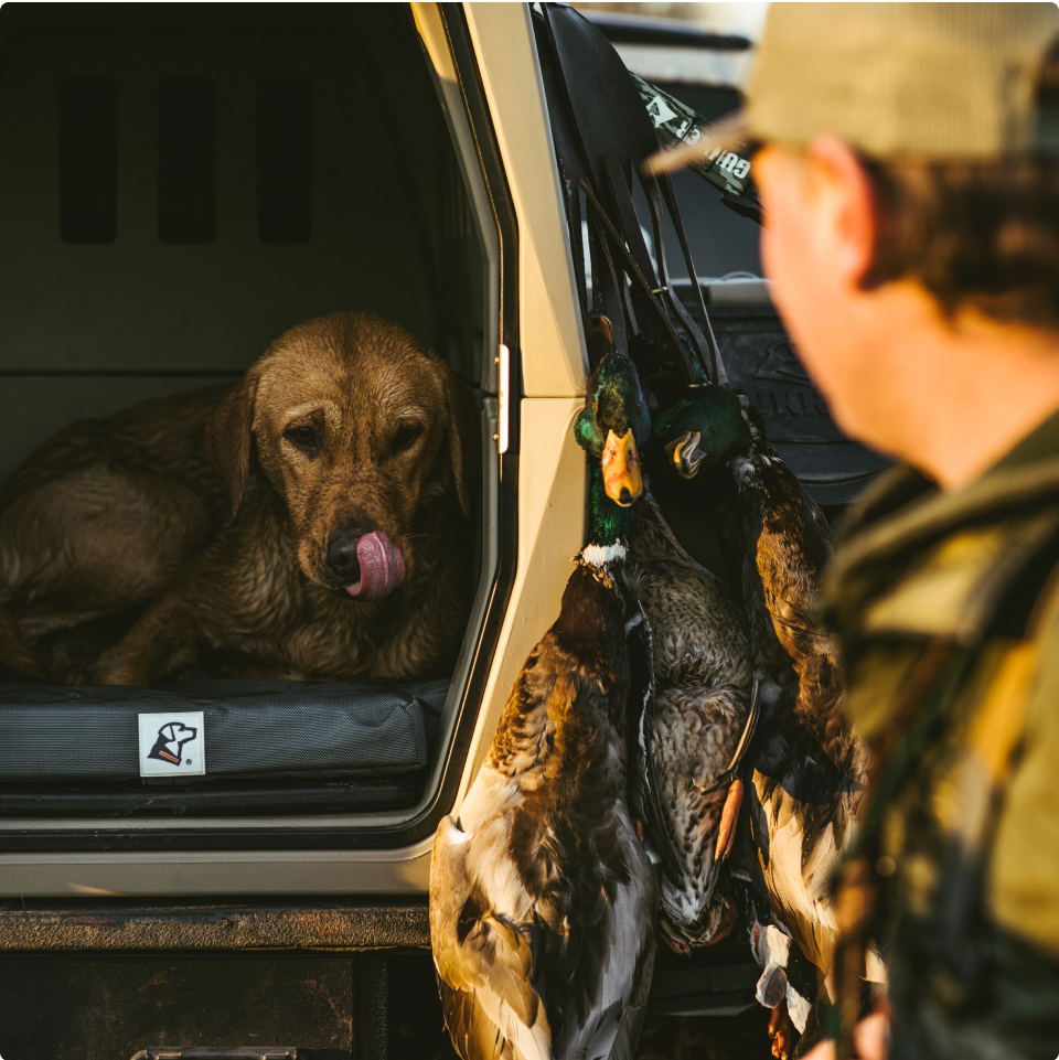 A wet working dog sits in a dog kennel in a vehicle, licking its nose, while a person holding several ducks stands nearby, partially out of focus among outdoor gear.