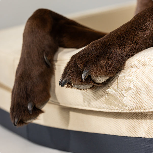 Close-up of a hunting dogs front legs and paws resting on the edge of a beige pet bed with a dark gray base. The dogs fur is dark brown.