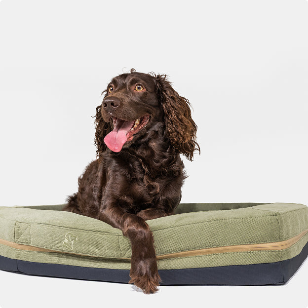 A brown, long-haired dog with its tongue out lies on the GUNNER HOMESTEAD DOG BED Treeline Green—a durable, easy-to-clean rectangular bed—against a plain white background.