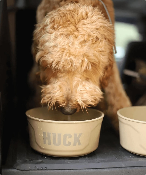 A curly-haired tan working dog drinks from a beige bowl labeled HUCK. Another similar bowl sits nearby, blending seamlessly with its outdoor gear.