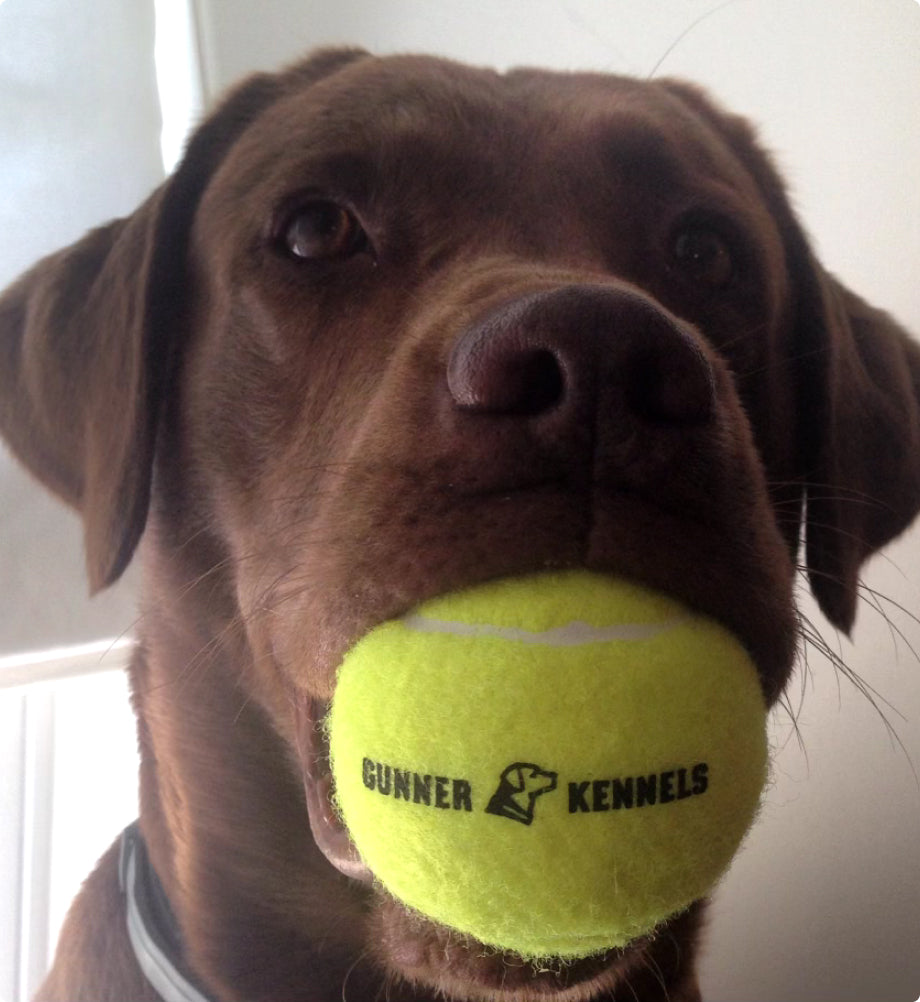A chocolate Labrador retriever, the perfect hunting dog, holds a bright yellow tennis ball marked with GUNNER KENNELS and a dog logo. The dog gazes forward with a calm expression, ready for adventure with top-notch outdoor gear.