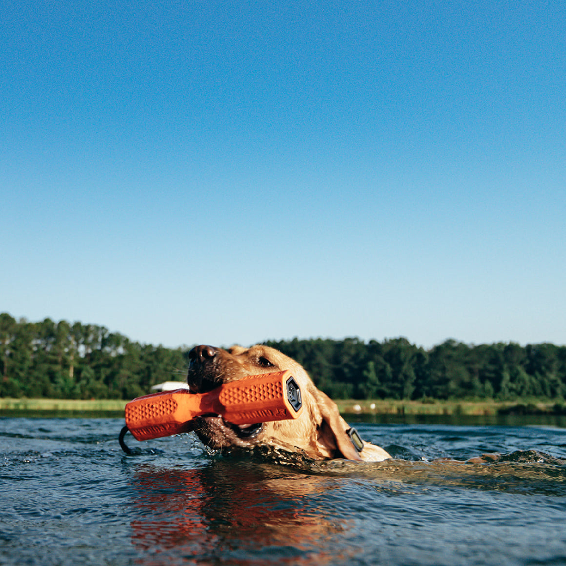 A brown dog swims in a lake, holding the orange GUNNER BUMPER by GUNNER, with trees and a blue sky in the background.