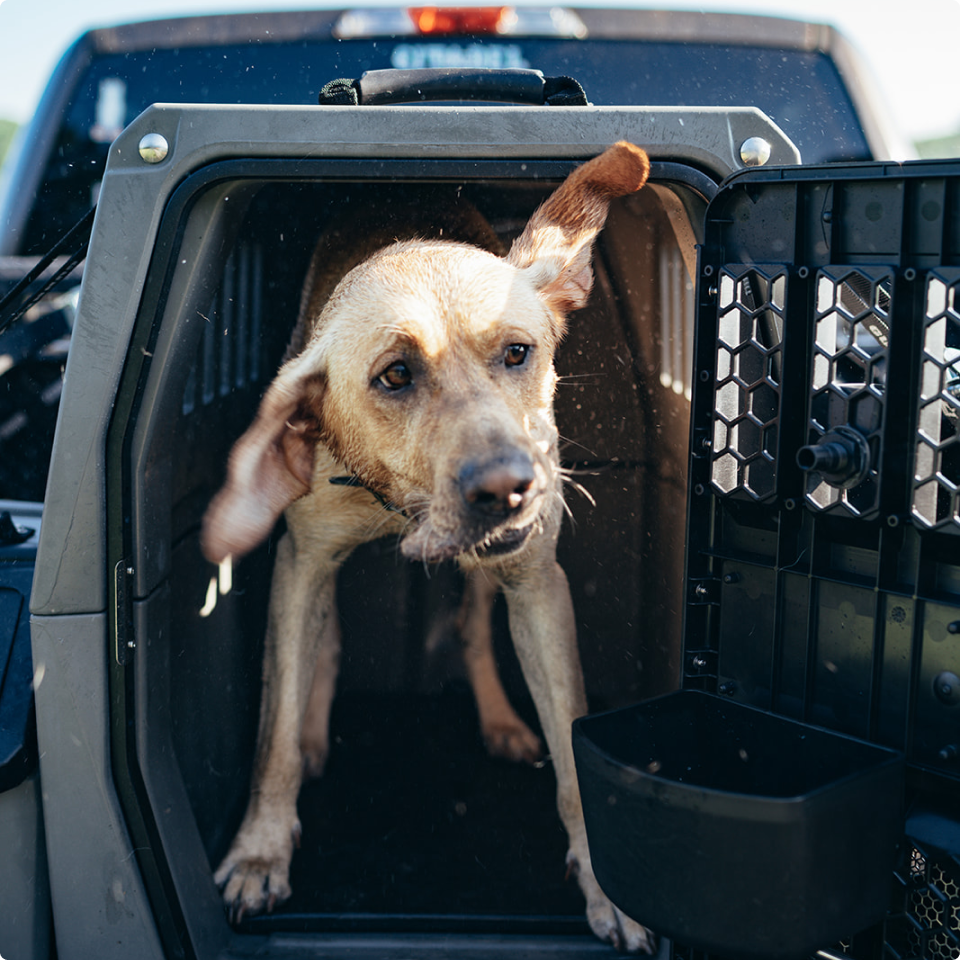 A tan hunting dog shakes its head while standing inside an open plastic kennel in the back of a vehicle. One of its ears is flapping up, and the sunlight highlights its face and body.