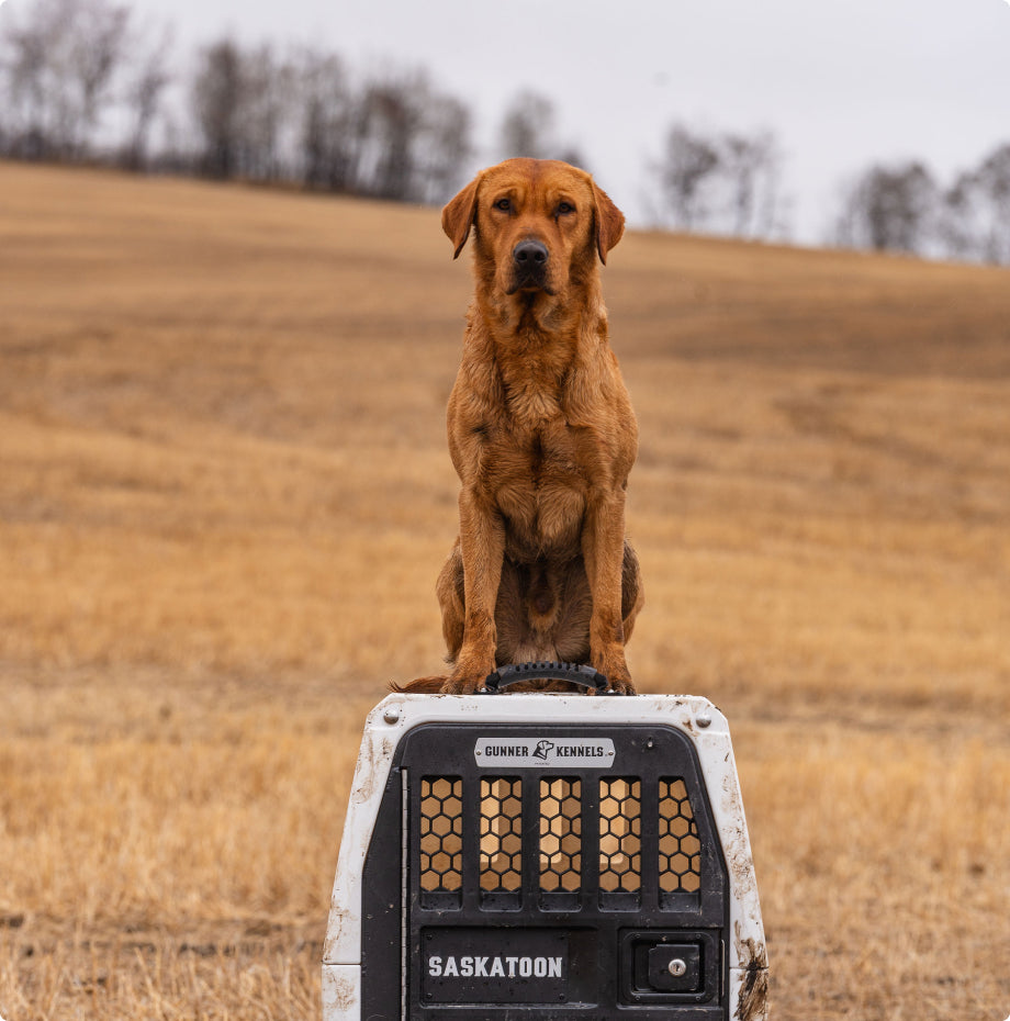 A brown hunting dog sits on top of a white and black pet crate labeled SASKATOON in a dry, grassy field with bare trees and cloudy skies in the background.