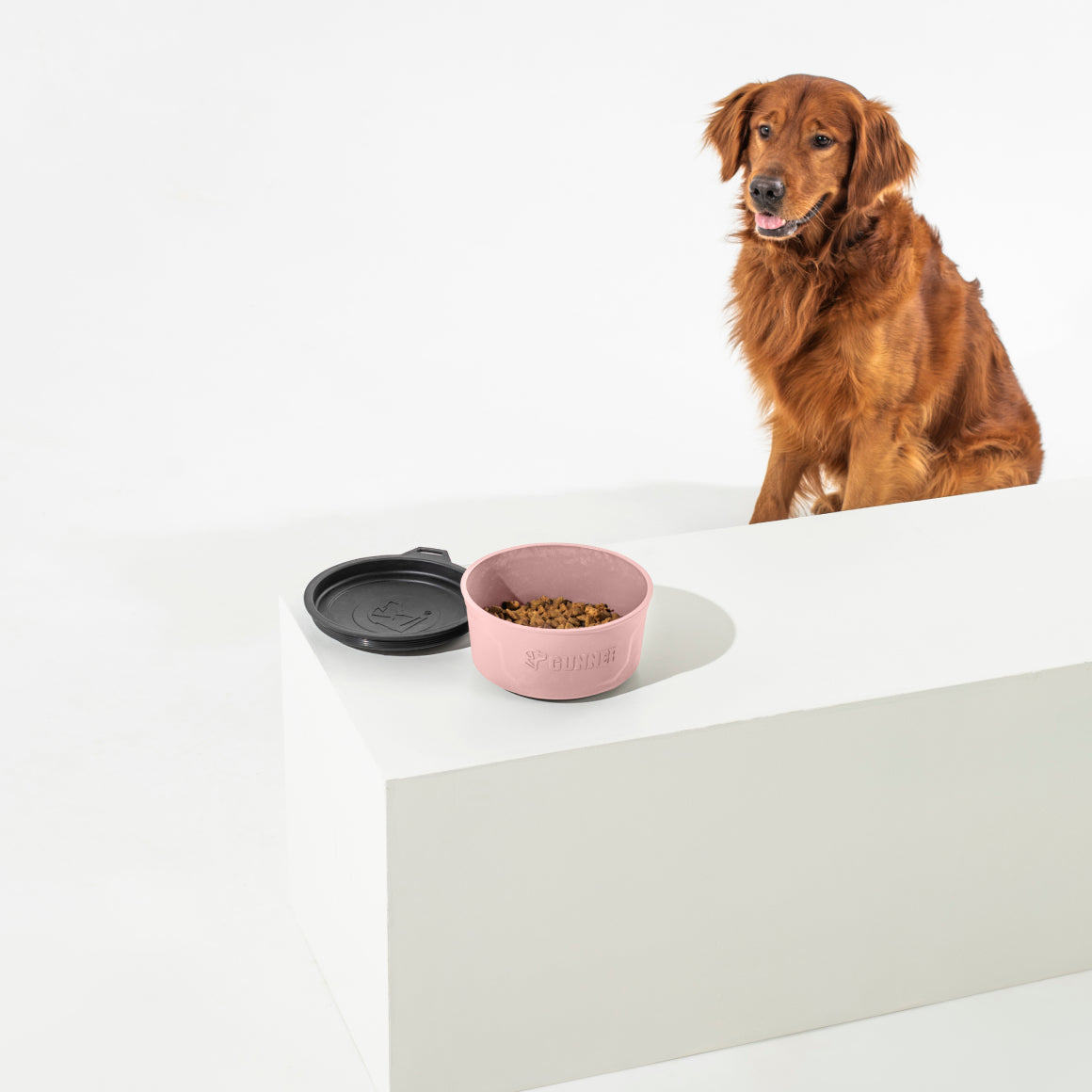 A golden retriever sits beside a white platform displaying the GUNNER DOG BOWL - Pink by GUNNER, filled with food and topped with a black lid, all set against a plain white background.