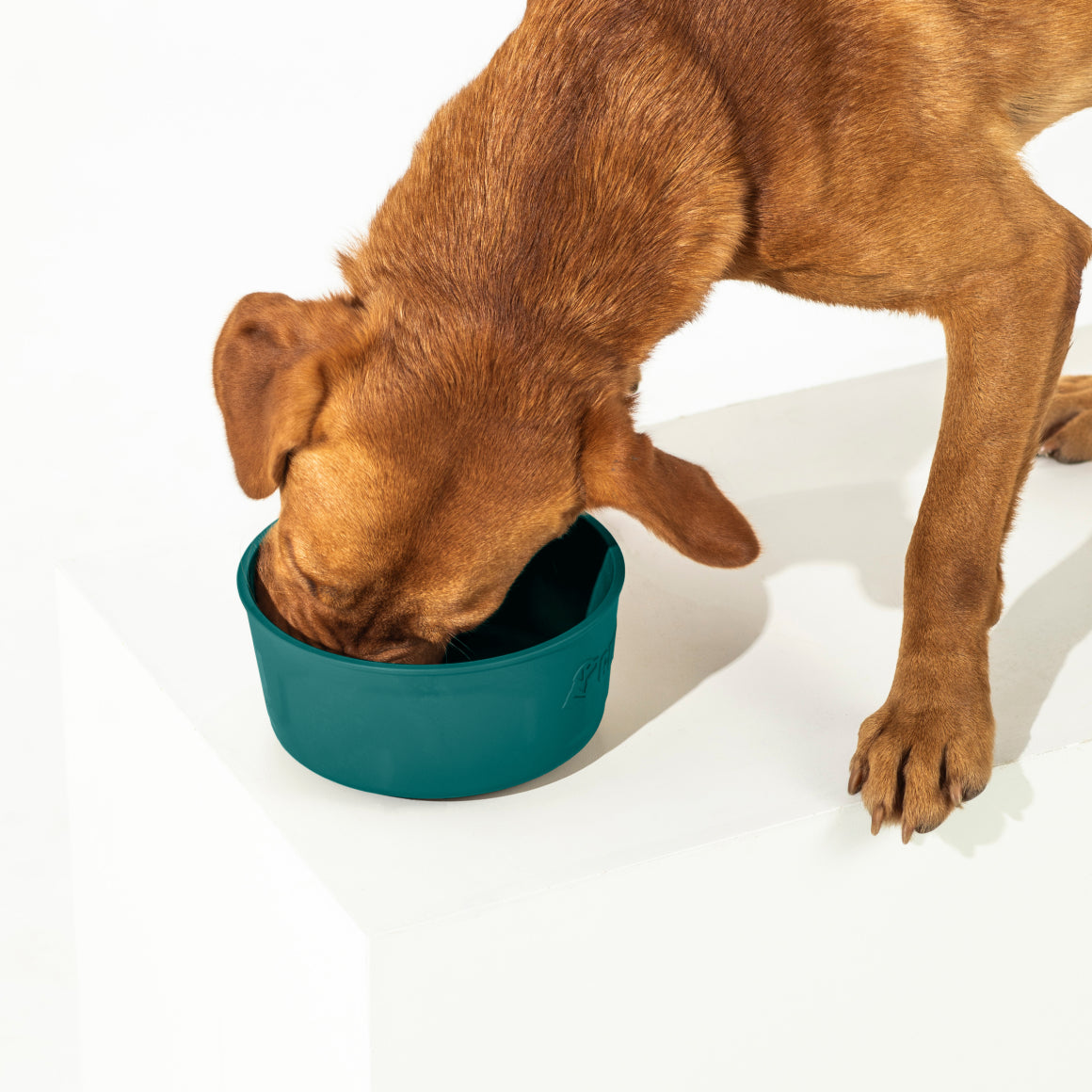 A brown dog eats from the GUNNER DOG BOWL - Teal by GUNNER, placed on a white surface—an excellent choice for Color Fetch 2025.