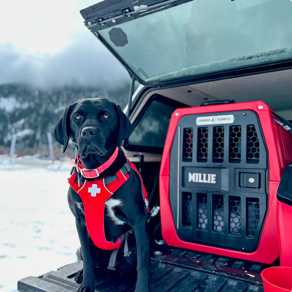 A black working dog wearing a red harness with a white cross sits in the open back of a vehicle next to a red dog crate labeled Millie, with snowy mountains visible in the background.