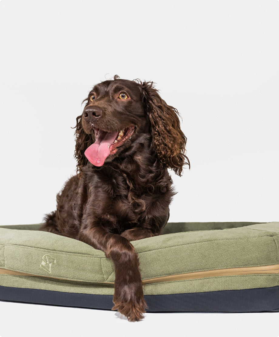 A happy brown working dog with curly ears lies on a green dog bed, looking to the side with its mouth open and tongue out, against a plain white background.