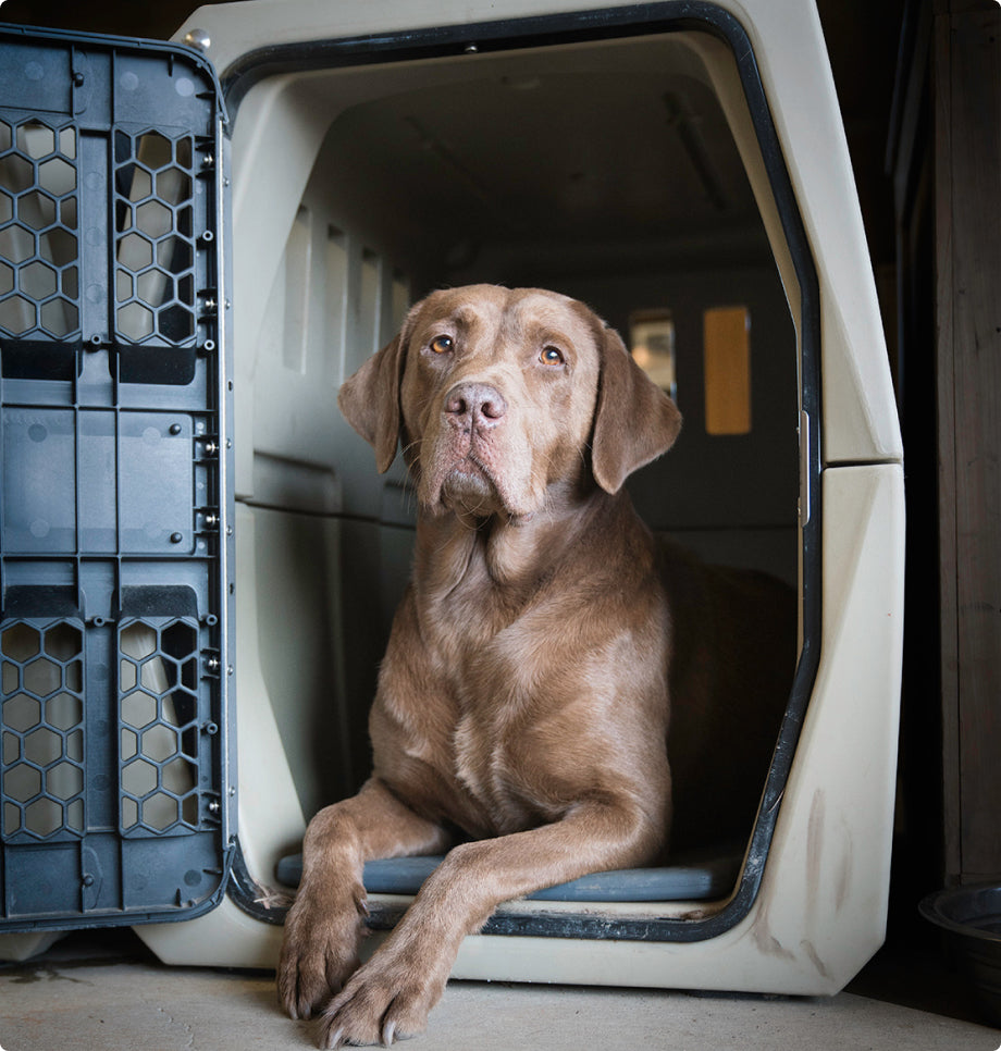 A brown dog with a calm expression lies inside an open beige dog crate, resting its front paws on the edge and looking outward. The black door and sturdy design make this kennel perfect for safe travels or outdoor gear adventures.