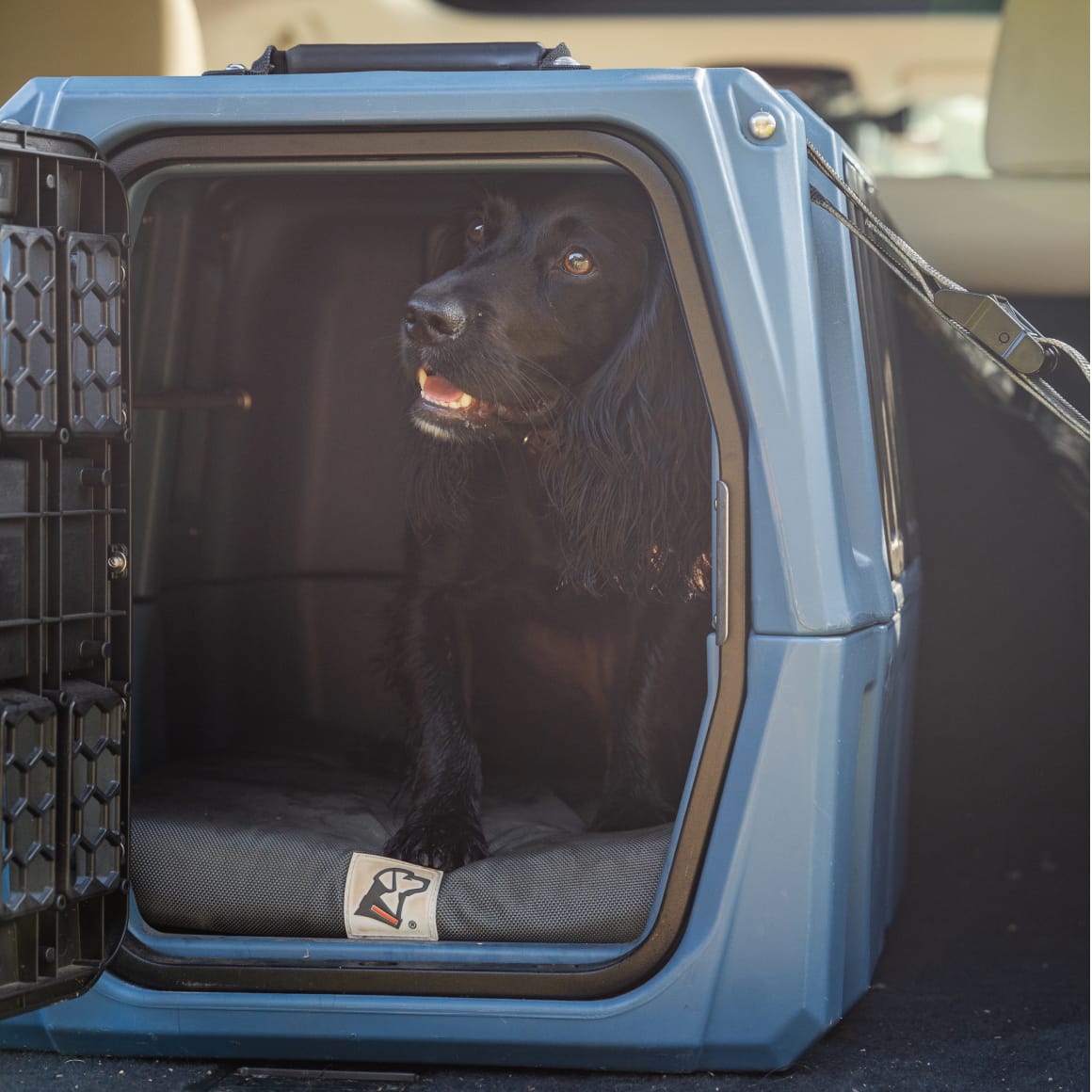 A black dog sits in a GUNNER G1™ KENNEL - Ducks Unlimited Blue with the door open, looking out from the back of a vehicle, ready for waterfowl adventures.