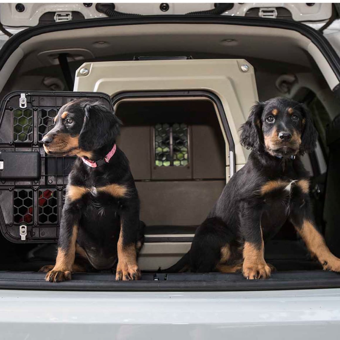 Two black and tan puppies sit in a car trunk in front of the GUNNER G1™ KENNEL - TAN, one of the safest dog crate options. One wears a pink collar and looks left; the other faces forward.
