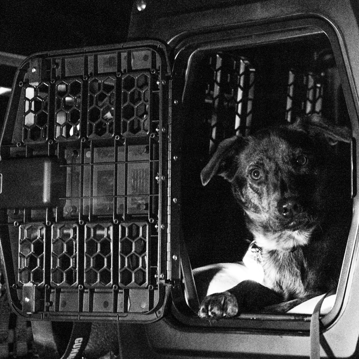 A dog with a dark, mottled coat sits inside a partially open GUNNER G1™ KENNEL - MOSSY OAK BOTTOMLAND BLACK crate, gazing out. The black-and-white image highlights bold contrasts and deep shadows.
