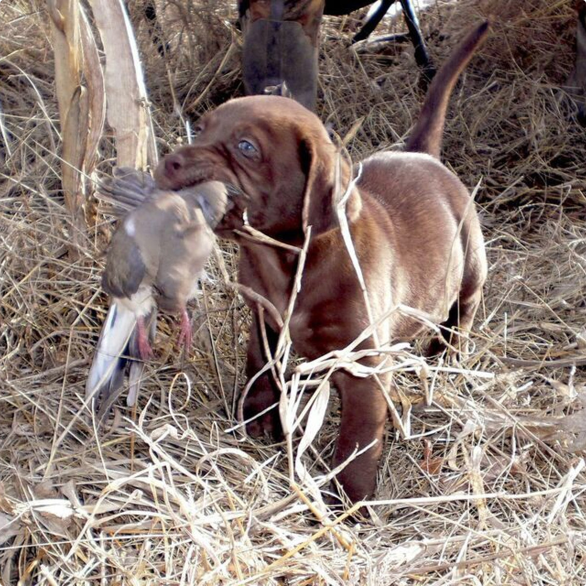 A brown hunting dog stands in dry grass, holding a bird gently in its mouth, likely during a retrieving exercise.
