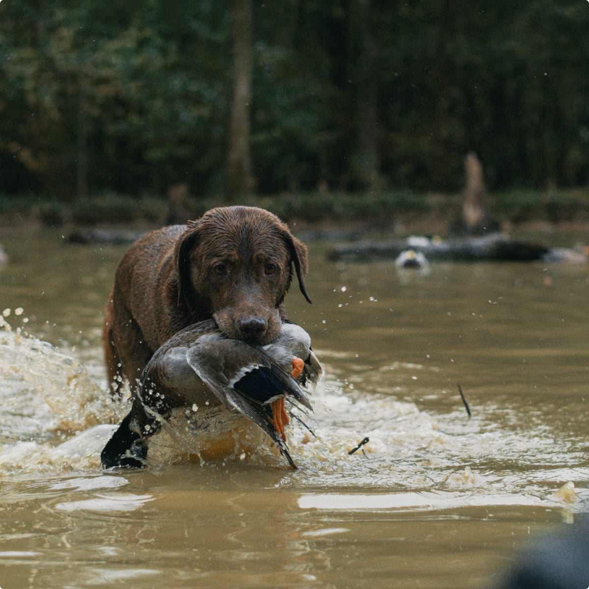 A wet brown working dog stands in a muddy pond, holding a duck gently in its mouth as water splashes around. Trees and a blurred background are visible behind the dog.