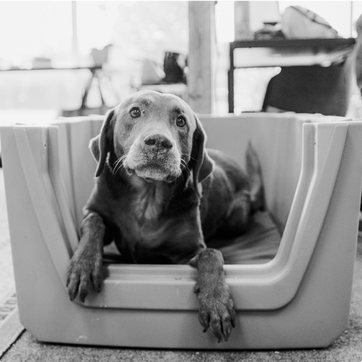 A black and white photo of a dog lying in a plastic bed, looking up at the camera with a calm expression. The scene evokes the coziness of a kennel, with blurred indoor objects and soft natural light in the background.