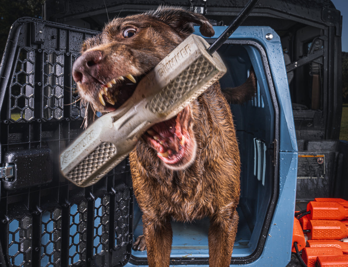 A wet brown dog excitedly grabs the GUNNER BUMPER by GUNNER in its mouth while standing in a crate doorway, showing how the right training toy enhances your bond. The dog’s teeth and intense focus are unmistakable.