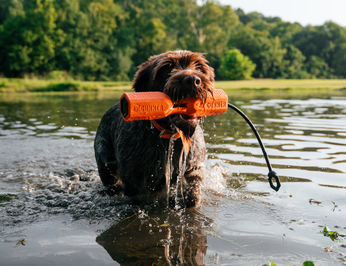 A wet brown dog stands in shallow water, holding the GUNNER BUMPER by GUNNER—illustrating the strong bond built through shared training sessions surrounded by lush green trees and grass.