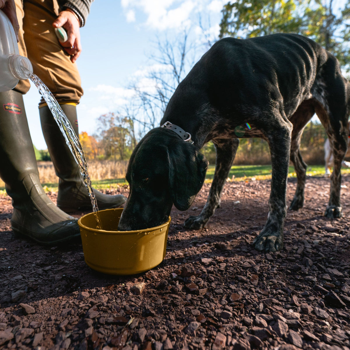A person in boots pours water into a GUNNER DOG BOWL - Marigold by GUNNER as a black short-haired dog drinks from it outside on a sunny day.