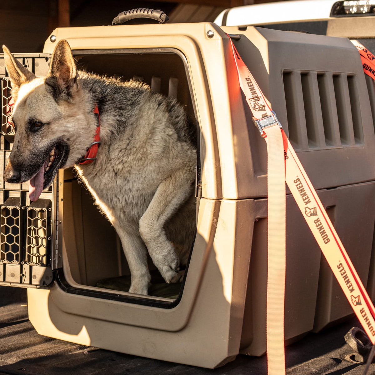 A German Shepherd with a red collar and orange leash sits partly outside the GUNNER G1™ KENNEL - TAN, sunlight highlighting its fur.