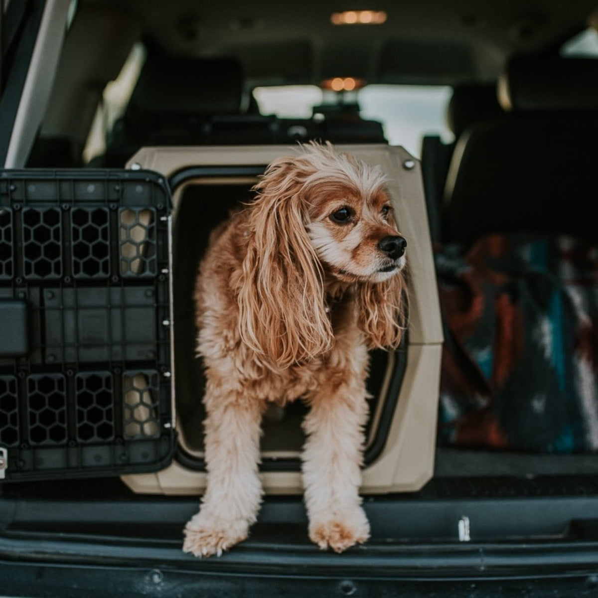 A small, fluffy brown and white dog stands with its front paws outside an open GUNNER G1™ KENNEL - TAN in the back of a car, looking to the side.
