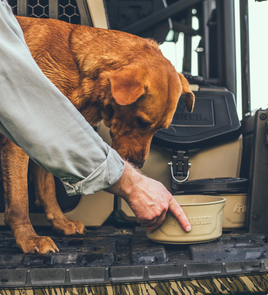 A person holds a water bowl for a brown dog standing on the back of a vehicle, beside some outdoor gear. The dog looks down at the bowl, ready to drink.