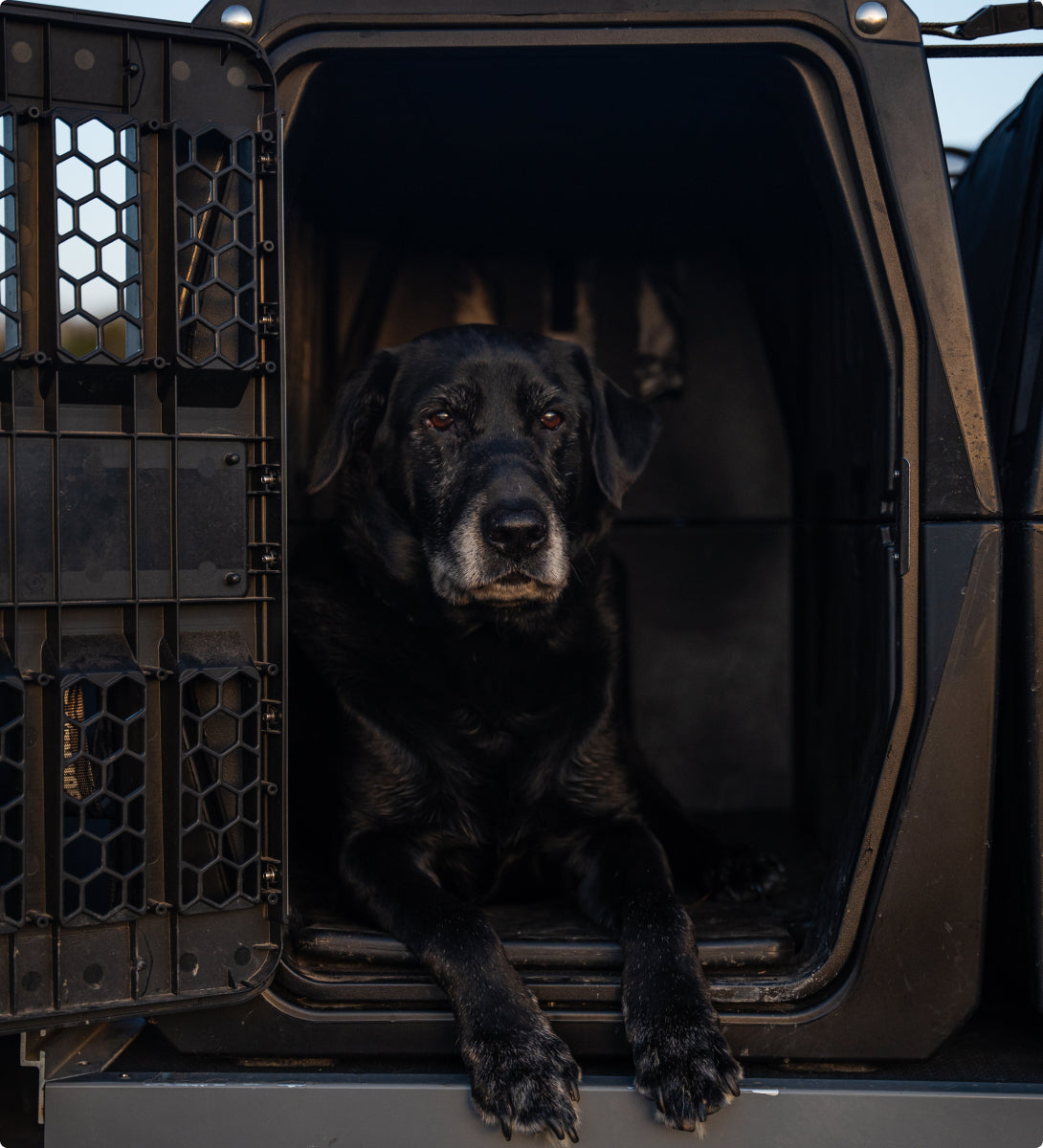 A black hunting dog with a white muzzle lies inside an open, dark-colored dog crate, looking out with its front paws resting on the edge of the entrance.