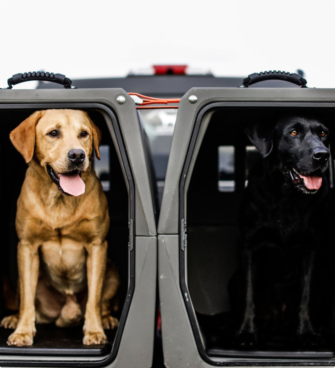 Two dogs, one yellow and one black, sit side by side in dog crates with the doors open. Both hunting dogs look out with tongues hanging in a relaxed manner, ready for their next adventure.