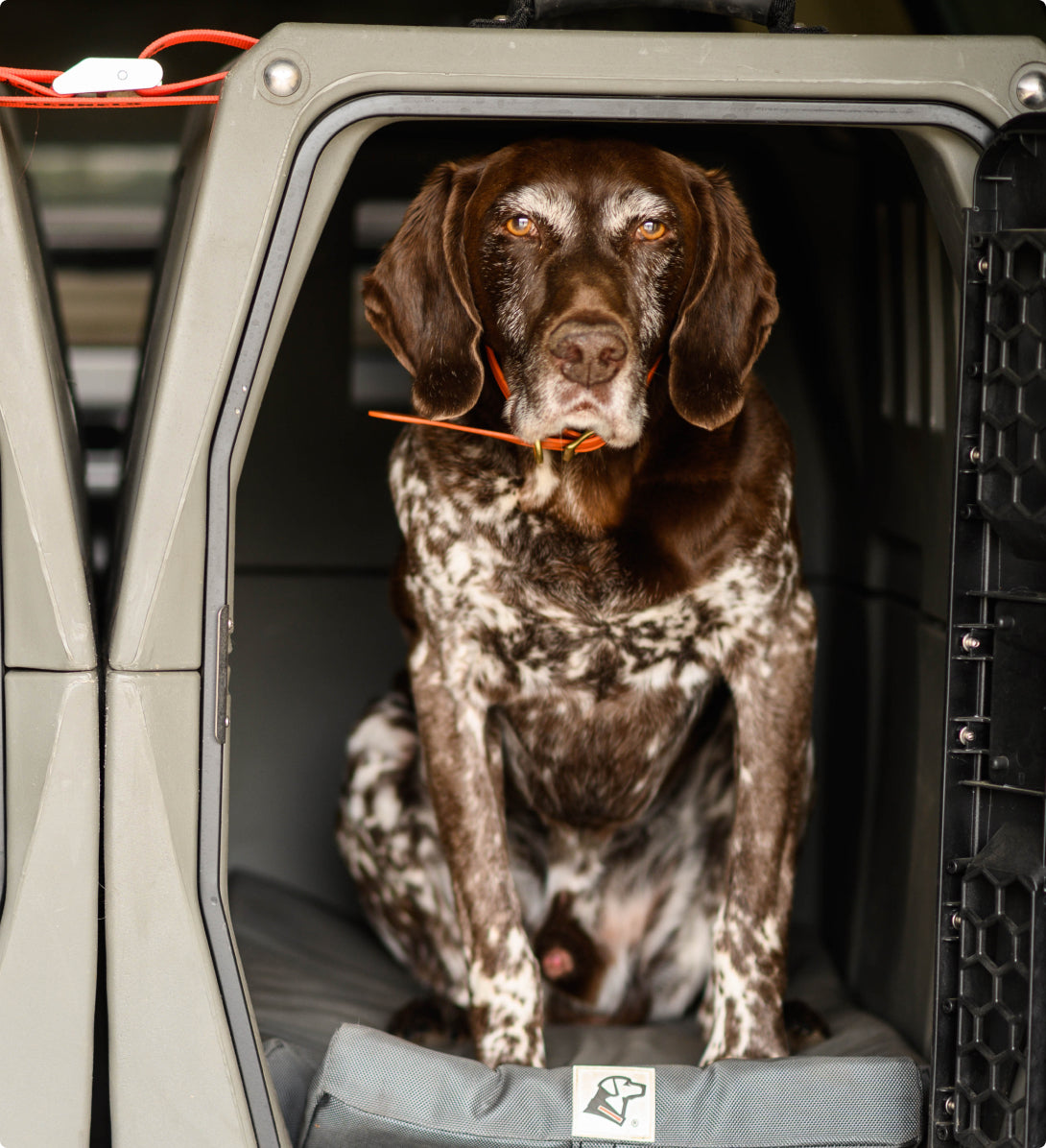 A brown and white spotted dog with floppy ears sits inside a gray dog kennel, looking directly at the camera. The dog wears an orange collar and sits on a gray cushion.
