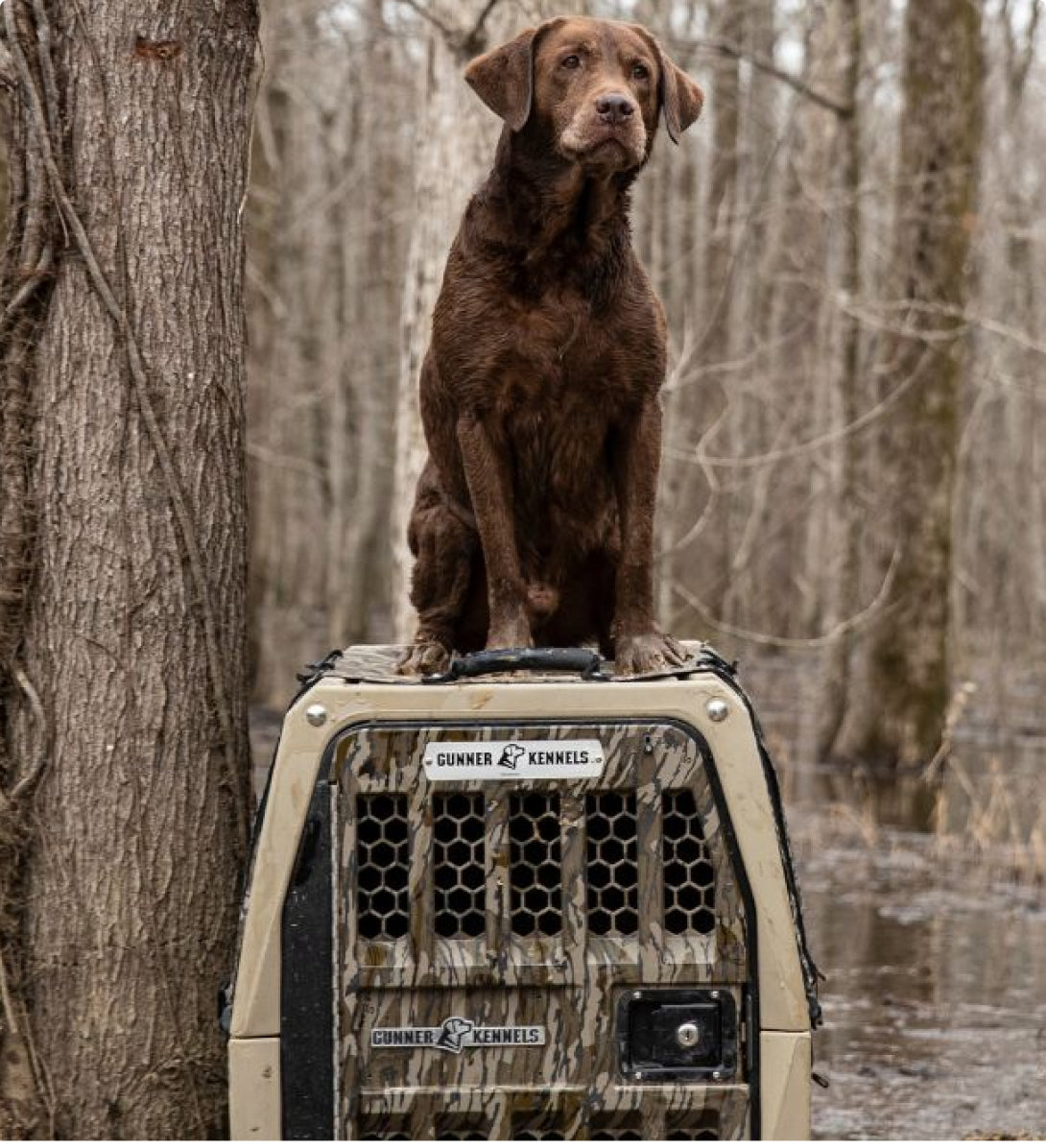 A brown dog sits alertly on top of a camouflage-patterned dog crate, part of its essential outdoor gear, labeled Gunner Kennels and surrounded by bare trees in a flooded forest area.