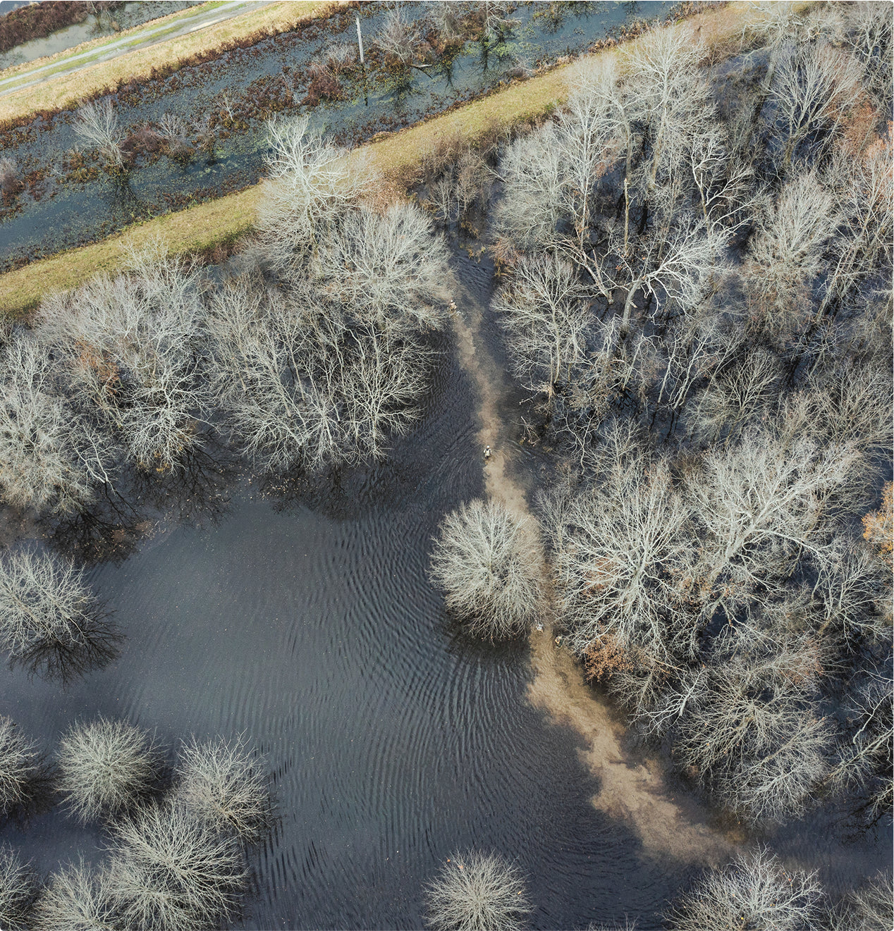 Aerial view of leafless trees standing in and around flooded land, with a narrow submerged path leading towards a raised, dry road—perfect terrain for exploring with outdoor gear or training a skilled hunting dog.