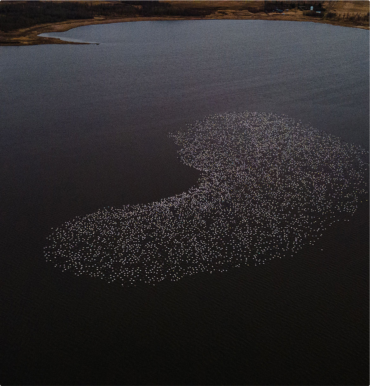 A large flock of white birds floats closely together on a dark, calm lake, forming a dense shape near the center. Brown land surrounds the water—a peaceful spot where outdoor gear and perhaps a hunting dog would complete the scene.