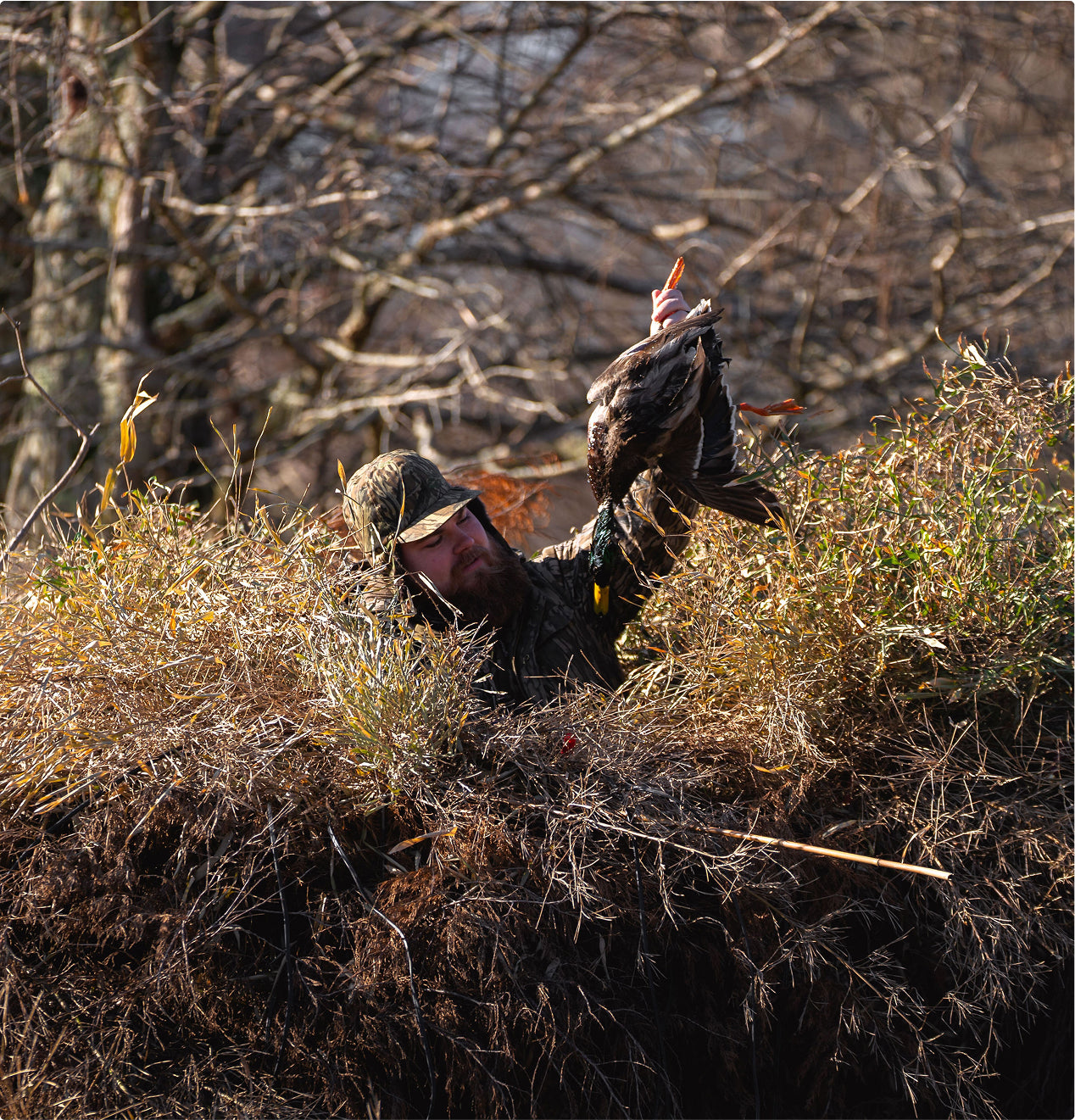 A person wearing camouflage outdoor gear holds up a duck while partially concealed in dense brush, with leafless trees and a working dog nearby in the background.