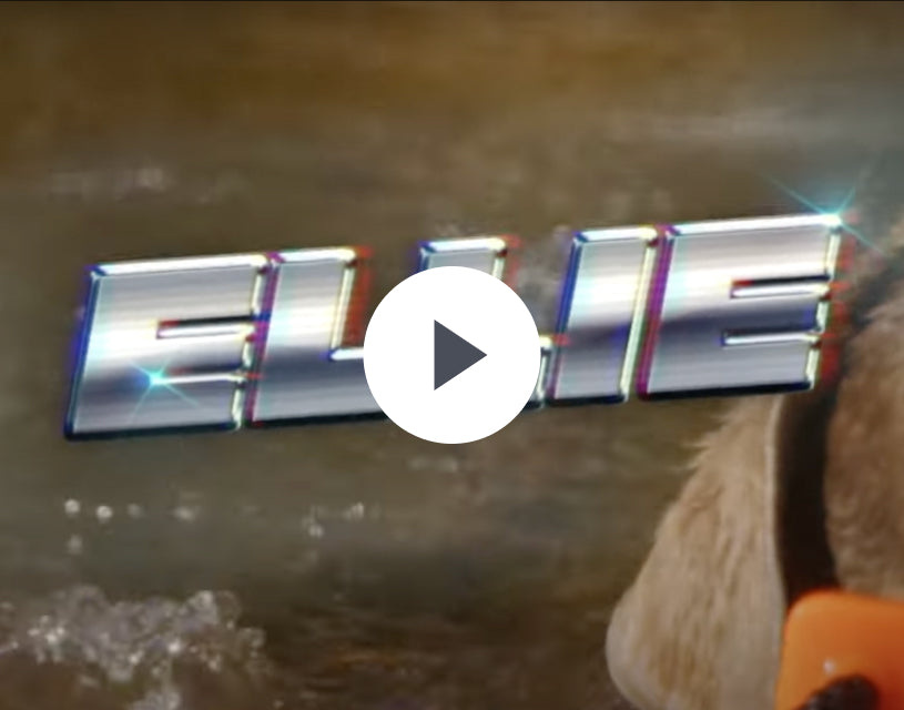 A metallic, shiny text reading ELLIE is overlaid on an image with water in the background and part of a hunting dog’s head visible on the right side. A video play button appears in the center.