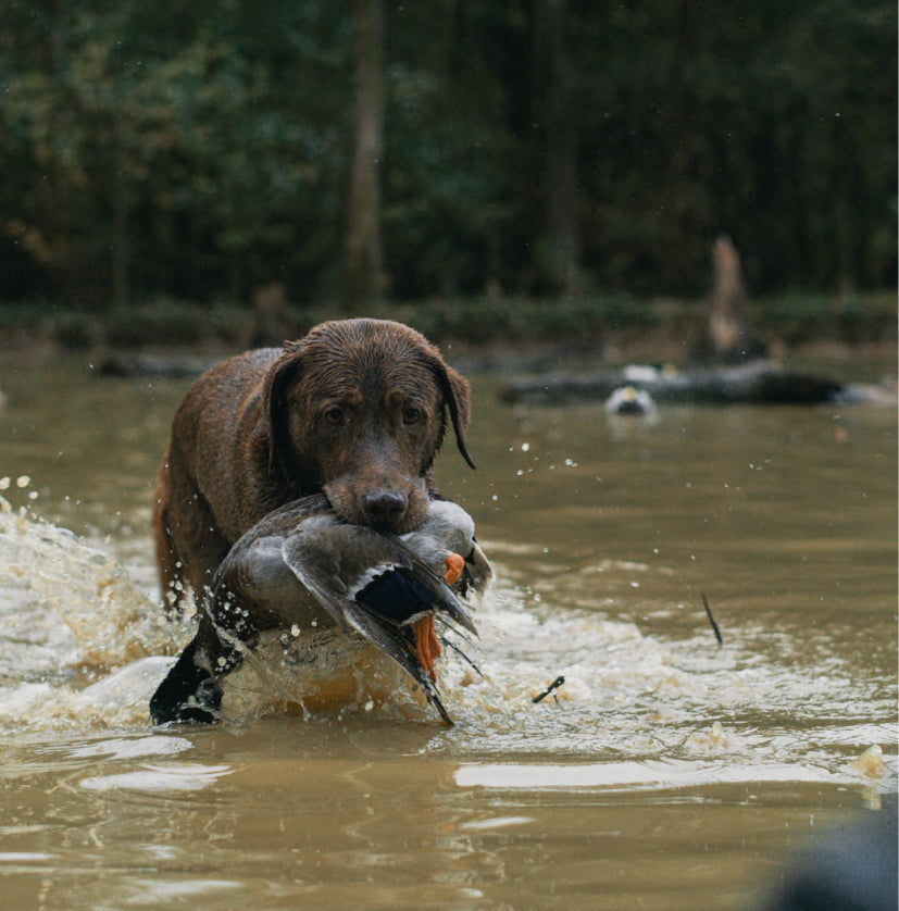 A wet brown hunting dog stands in muddy water, holding a duck in its mouth. Trees and blurred objects are visible in the background.