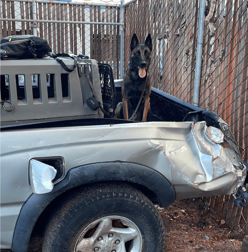A black and brown German Shepherd sits in the dented bed of a silver pickup truck with a damaged rear, next to a large dog crate. The truck, likely loaded with outdoor gear, is parked beside a metal fence.
