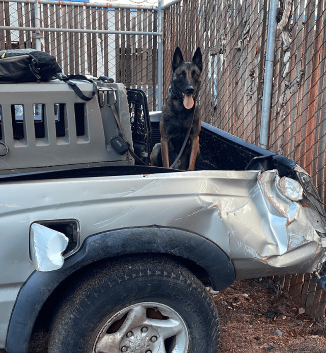 A German Shepherd, a loyal working dog, sits in the bed of a damaged pickup truck next to a large kennel, with a dented rear end and a fenced background.