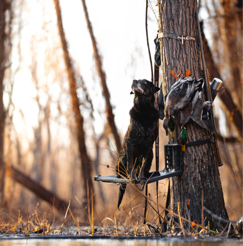 A wet black dog stands on a small platform attached to a tree in a flooded forest, looking up. Nearby, hunting gear and a sturdy dog crate are strapped to the tree. Two ducks hang above, as golden light bathes the tranquil scene.