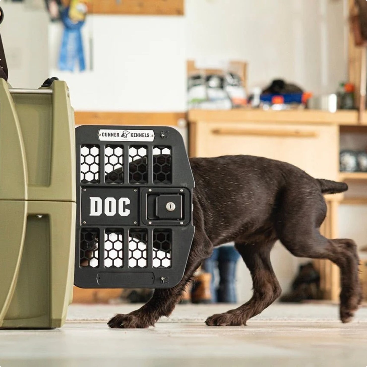 A dark brown working dog is entering a green dog crate labeled DOC with a black, mesh kennel door in a cozy indoor setting. Only the dog’s hind legs and tail are visible outside the kennel.