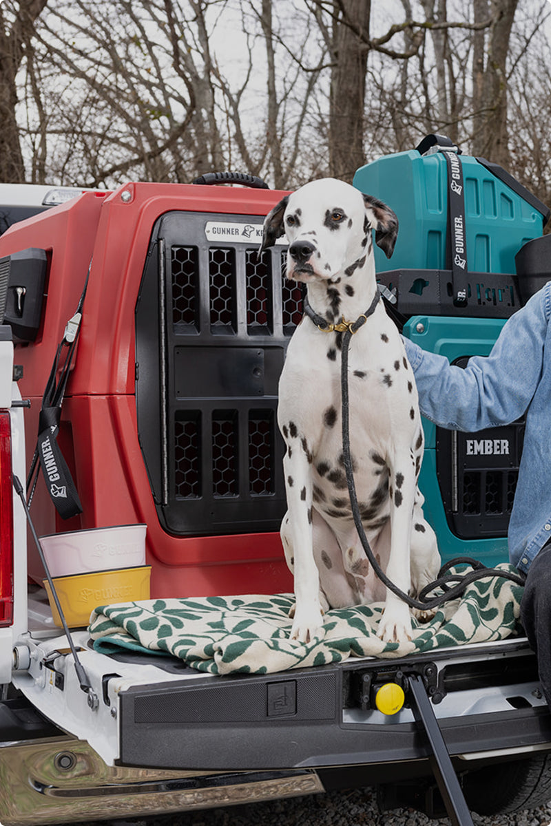 A Dalmatian hunting dog sits on a blanket in the back of a pickup truck, with large red and teal dog kennels behind it. The leashed dog rests as a person in a blue shirt sits beside it, surrounded by leafless trees in the background.