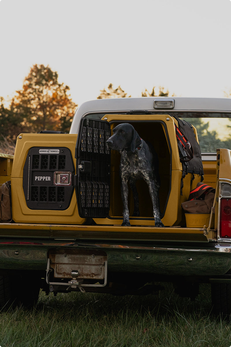 A black and white dog stands in an open dog crate labeled Pepper in the back of a yellow pickup truck, with outdoor gear and bags nearby. Grass and trees are visible in the background at sunset.