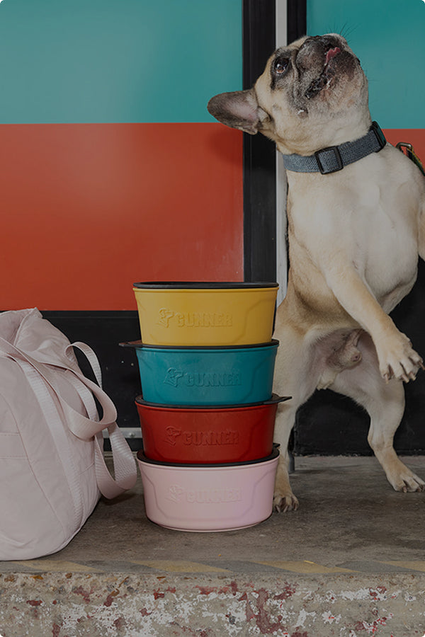 A French Bulldog stands on its hind legs beside a stack of colorful dog bowls and a light pink bag, in front of a multi-colored wall, looking curiously at a nearby dog crate.