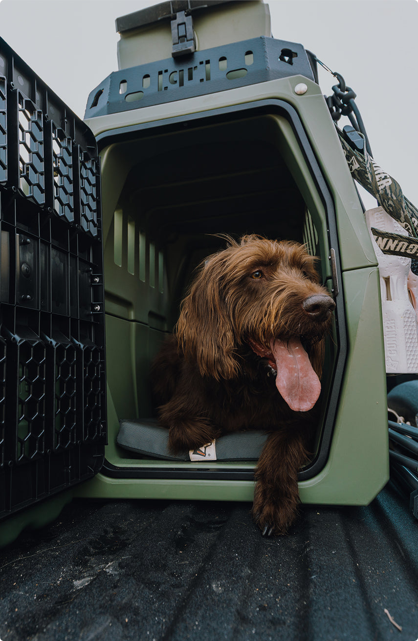 A brown, shaggy dog with its tongue out lounges inside a green plastic dog kennel with the door open, partially stepping out onto a dark surface.