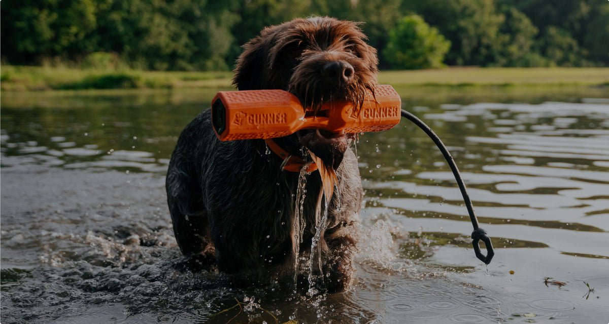 A wet brown dog stands in shallow water with an orange retrieving toy in its mouth, showcasing its outdoor gear, as greenery and trees fill the background.